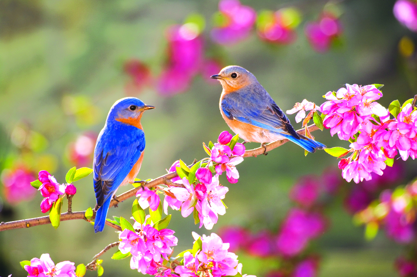 Spring-bluebird_bing